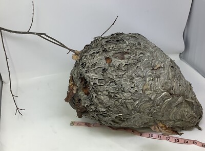 Really Nice Bald Faced Hornets Nest With Branch Paper Wasp Taxidermy