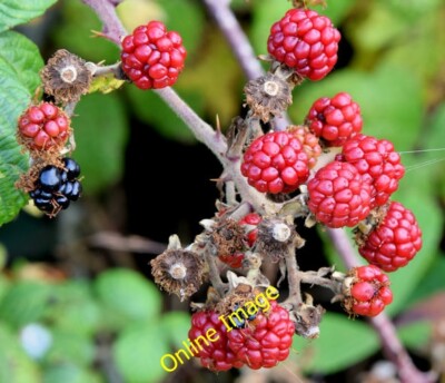 Foto 6x4 Brombeeren, Helen's Bay - September 2014 (5) Crawfordburn reif c2014