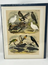 Antique 1878 Chromolithograph Print Birds of North America - Parrot Oriole Dove