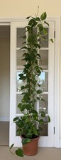 Stunning Golden Green Pothos Totem – Tall Healthy Indoor Plant