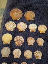 Natural Rare Scallop Shells Mixed Lot - Various Sizes  Colors - 77 Shells