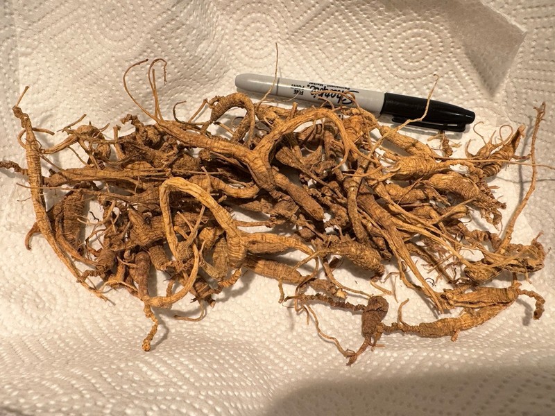 Dry Wild American Ginseng. 0.19 Lb. W/ Certificate. 2025 Harvest