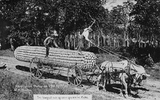 Nebraska NE Largest Ear Of Corn Horse Wagon Men Exaggerated Real Photo RPPC PC