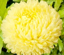 ASTER PAEONY DUCHESS YELLOW Callistephus Chinensis - 100 Bulk Seeds