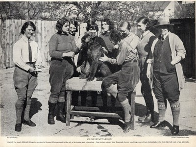 1930s Vintage Airedale Print Airedale Grooming Dog Groomer Print 6637a