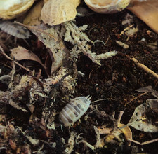 Dairy Cow Isopod Colony Porcellio laevis - 10 Count