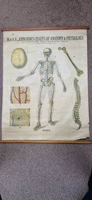 Antike W&AK Johnson Anatomie Karte MENSCHLICHE KNOCHEN um 1903 Skelett Physiologie