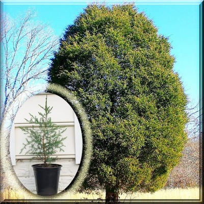 Eastern Red Cedar Juniperus Virginiana 4.5'' Quart Pot Live Plant