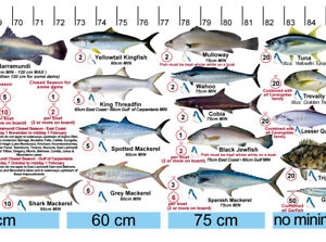 Fish Size Chart Qld