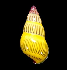 LAND SNAIL, SHELL - Amphidromus huberi - SELECTED, 31.7MM.