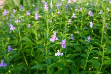 Monkey Plant Winter Hardy Aquatic Marginal Pond/Bog Plant - Buy 2 Get 1 Free