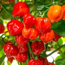 Habanero Pepper Seeds, Fiery Hot, Productive Plant, Non-GMO, Free Shipping