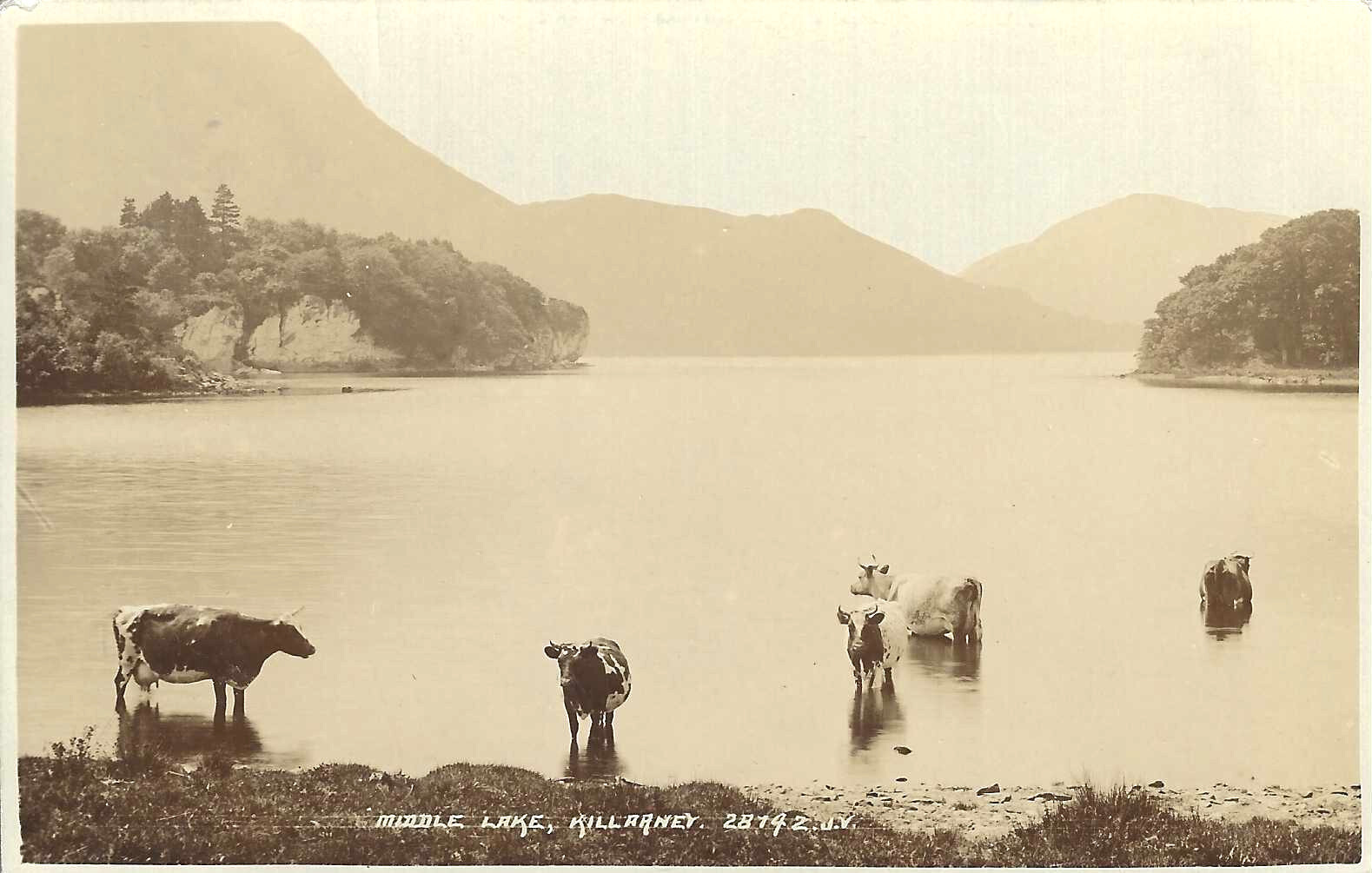 c1907 RPPC Middle Lake, Killarney Ireland ~ Cows in Lake ~ Vintage Irish RPPC