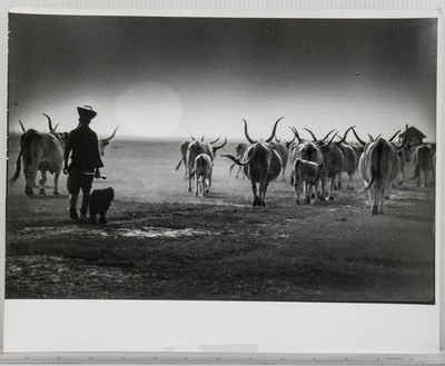 Vintage Black & White Photograph Herder Dog Cattle Herd Rural Landscape Print