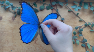HUGE Blue Morpho didius REAL BUTTERFLY Peru, A1 | eBay