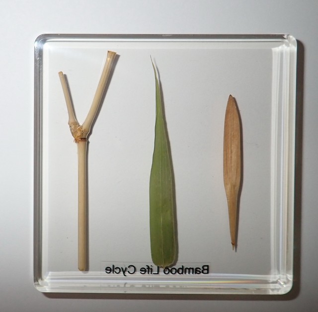 Golden Bamboo 3 Stage Life Cycle Simplified Set Education Plant