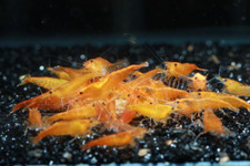 Orange Sunkist 5 1 Neocaridina Shrimps