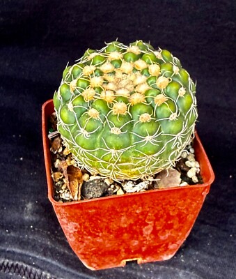 Notocactus uebelmanniamus, cactus plant