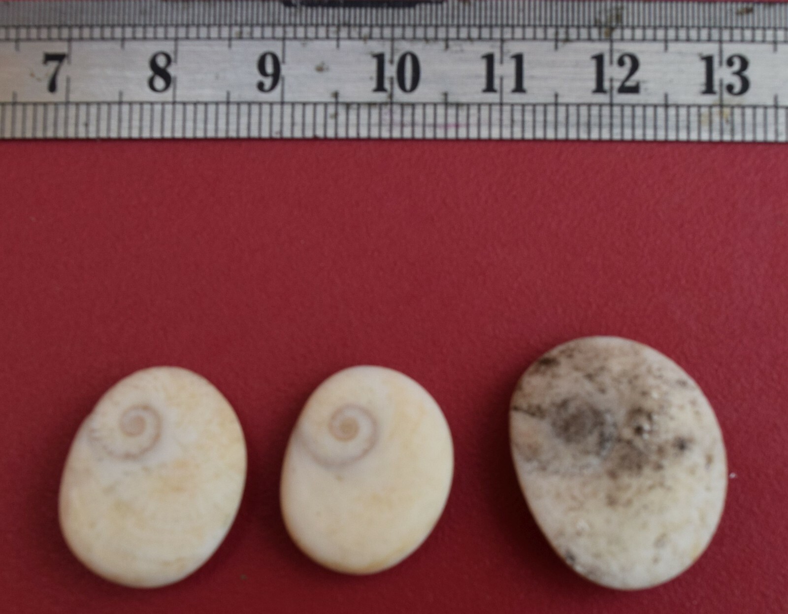 OPERCULO (OREJITA) MACOLOGIA # 1420