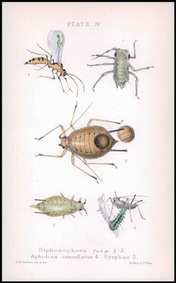 1881 Lithograph APHID Insects Beetle SIPHONOPHORA ROSAE APHIDIUS SYRPHUS (BA62)