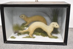 Vintage Taxidermy Short Tailed Weasel Stoat Pair in Glass Display Case