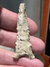 Unique Beveled Dalton 2 5/16 In Ripley Co Missouri Arrowhead Ex Mitch Lewis
