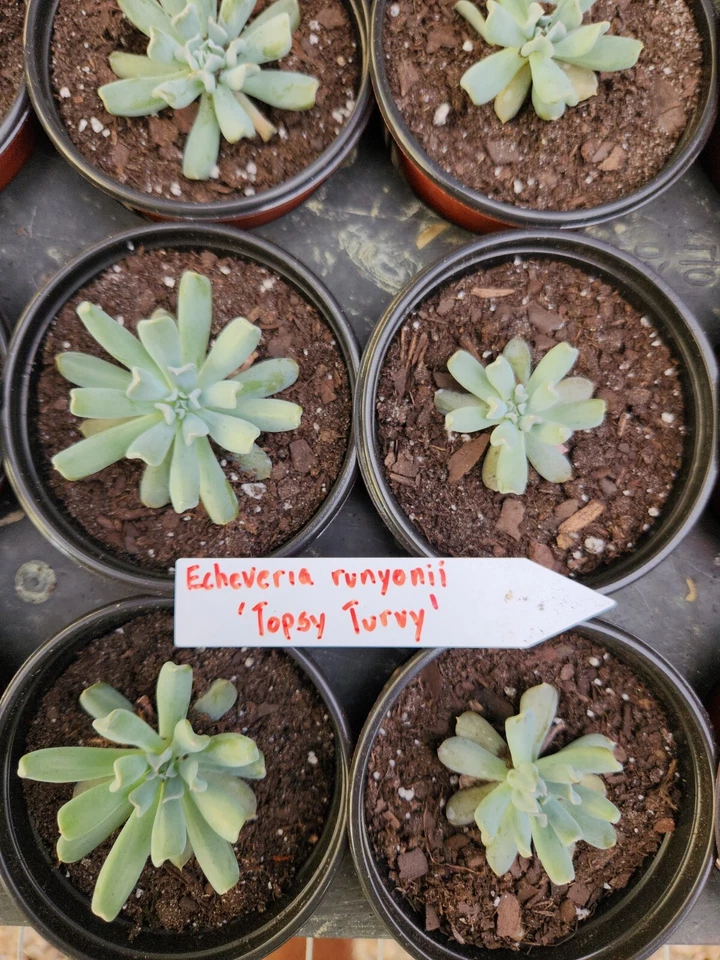 Succulents Echeveria - Image 3 of 4