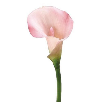 Real touch Calla Lilies stems  PINK  (6 pieces)