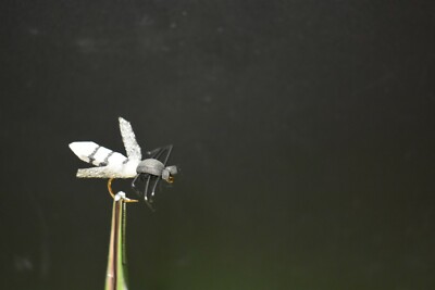 2 Flies,  Size 6, Realistic GAD Dry Fly Fishing Flies