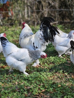 14 Light Brahma Hatching Eggs NPIP  