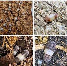 10 Red Panda King Isopods   10 Panda Kings Qty 20 Bioactive Clean-Up Crew