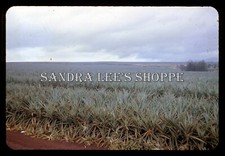 1962 Slide Pineapple Fields Hawaii #7605