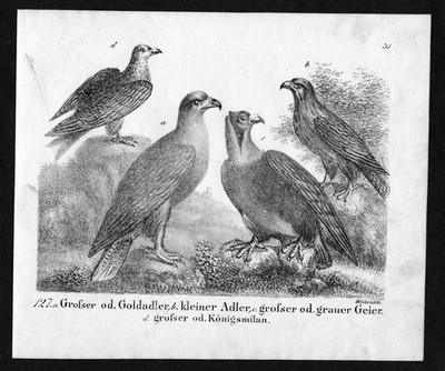 1830 - Adler Geier eagle eagles Vulture Vogel birds Lithographie antique print