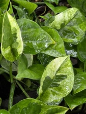 Lemon Meringue Pothos~Live Plant In 2" Pot 