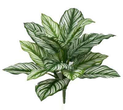 Calathea Whitestar Leaf Real Touch Bush 16''H