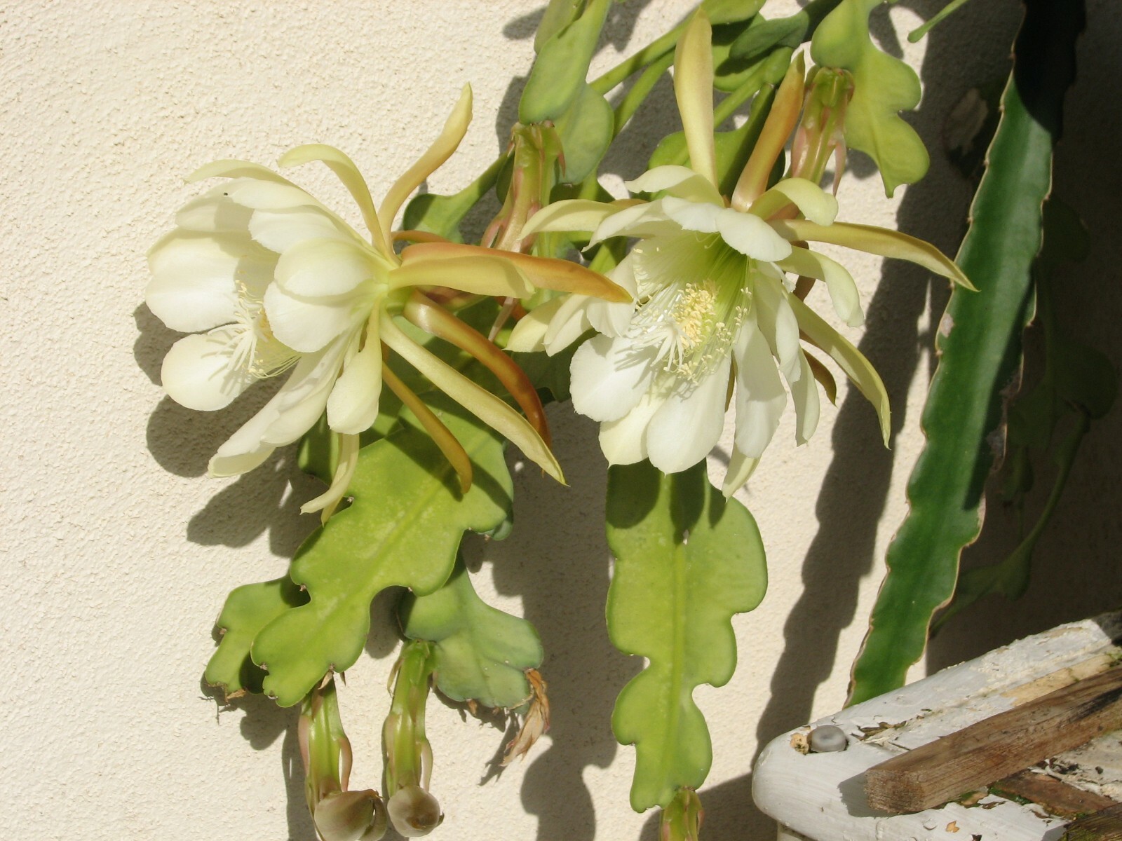 Picture 7 of 8