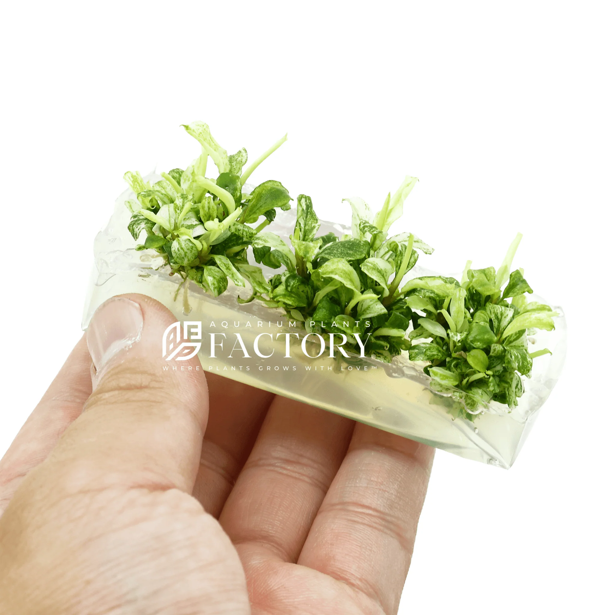 Bucephalandra White Marble Tissue Culture | Aquarium Plants