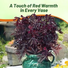 20 Seeds Drought Tolerant Hibiscus Mahogany Splendor Garden Flower Plant Seed