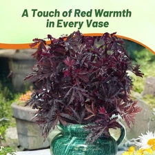 20 Seeds Drought Tolerant Hibiscus Mahogany Splendor Garden Flower Plant Seed