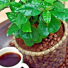 20 Coffea arabica Seeds Tropical EXOTIC Coffee Bean Indoor House Plant Tree RARE