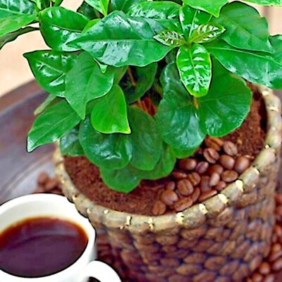 greek lavender plant Calm Tea ORGANIC 2.5 oz (40 cups)
