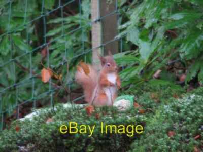 Foto 6x4 rotes Eichhörnchen Anwoth greift unterwegs eine Tüte Vogelsamen an ou c2008