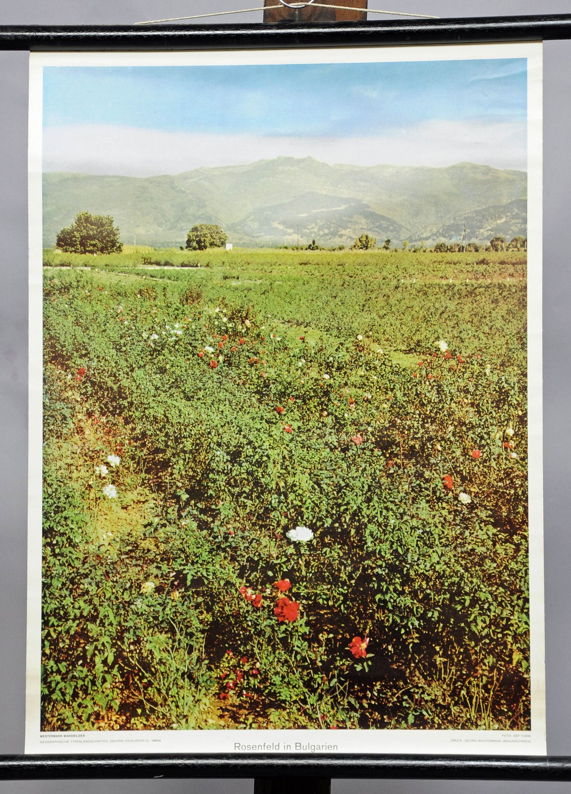 Wall Chart Poster Landscape Flowers Plants Roses Field Red White Bulgaria