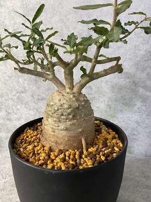 Fockea Edulis Succulent Cactus Plant Beautiful Cactus Garden Décor Boutique