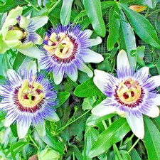 Passiflora Caerulea Blue Passion Flower