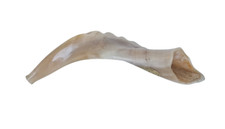 New Jewish Kosher Judaica Rams Horn Shofar Made in Israel 13" Polished Natural