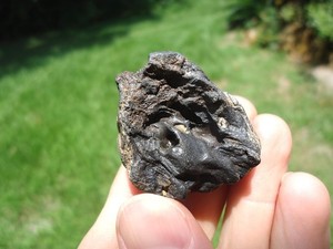 RARE MAMMAL INNER EAR BONE FLORIDA FOSSILS ICE AGE EXTINCT SKULL BONES TOOTH FL