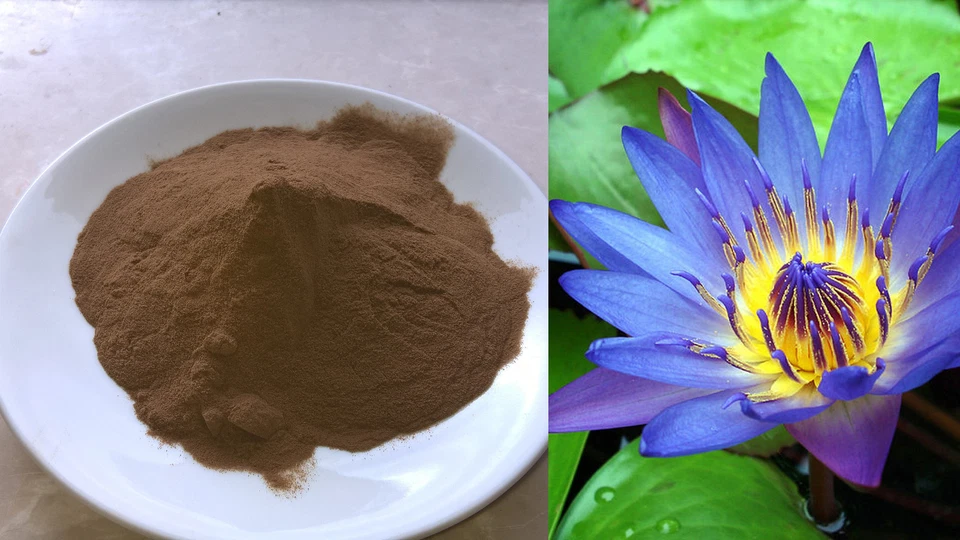 ** Blauer Lotus Extrakt 100:1 ** Nymphaea caerulea + Gratis Zugabe