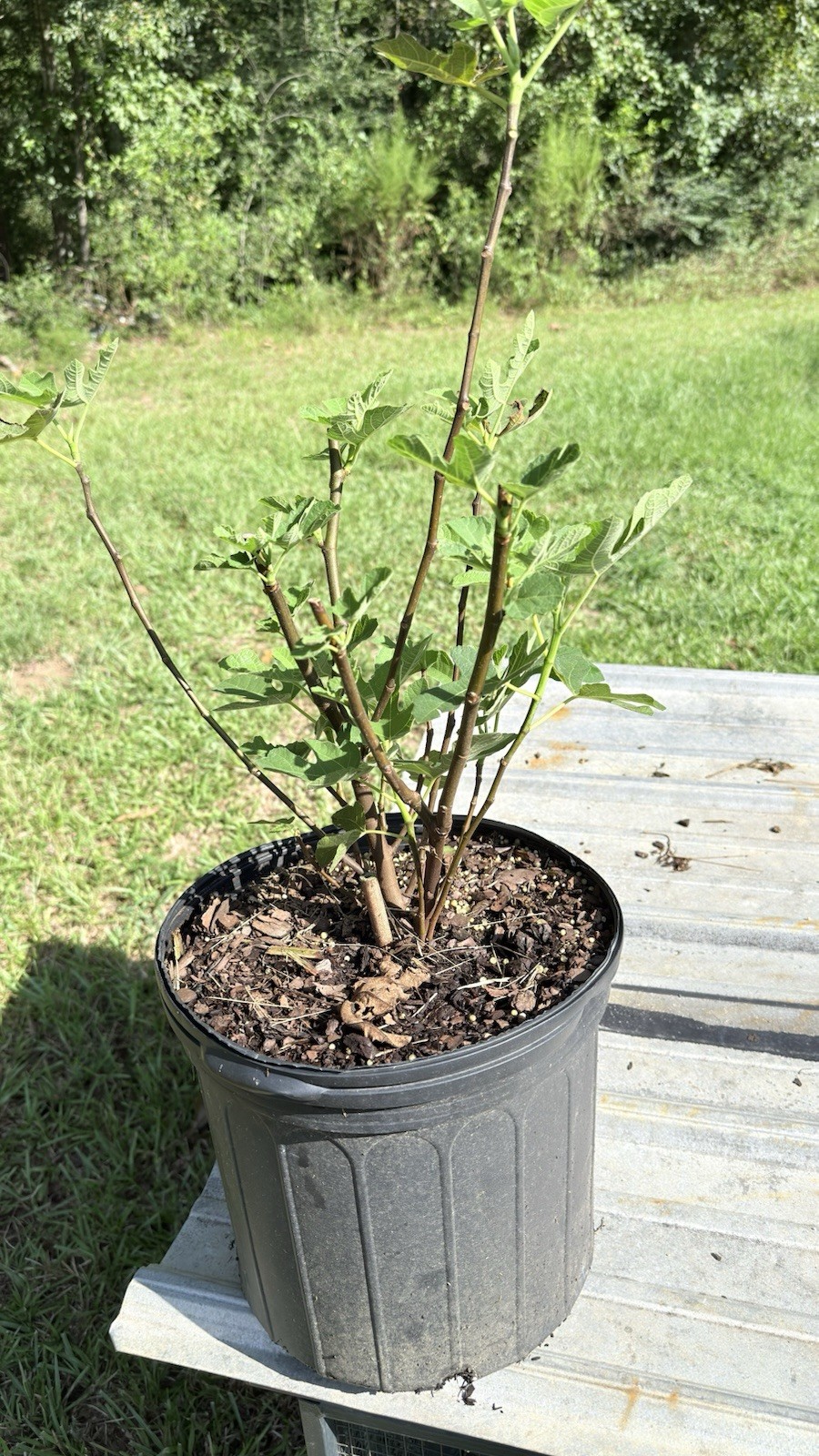Picture 2