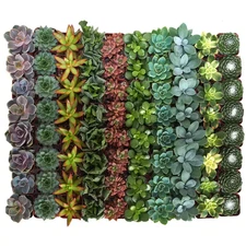 2 In. Assorted Succulent (Collection of 140)
